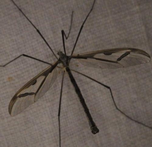 Pedicia rivosa